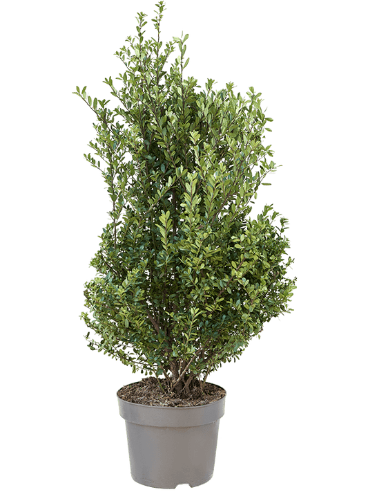 Planta naturala de exterior Bush D40xH105cm Ilex crenata 'Dark Green' PS26/21cm in pamant