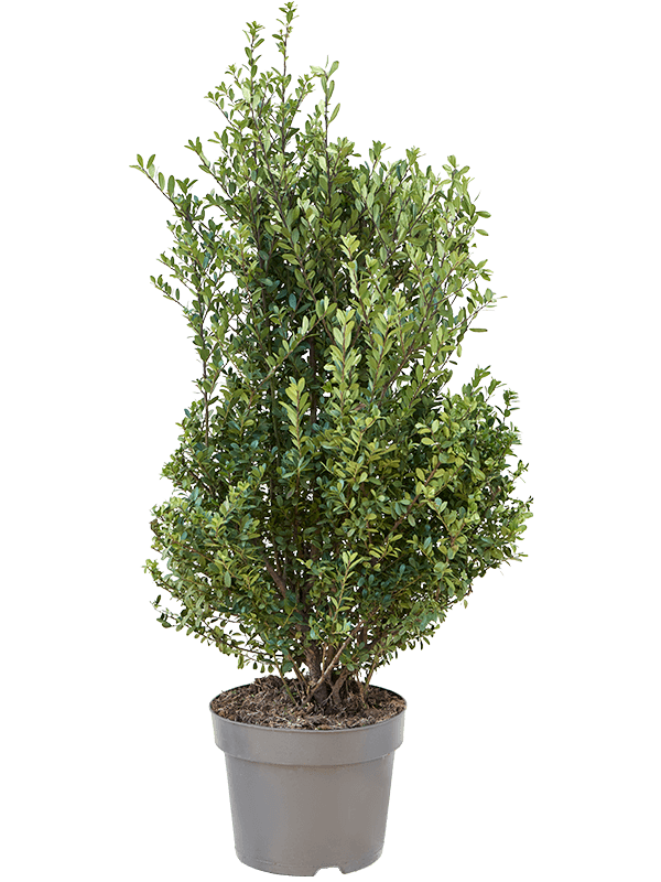 Planta naturala de exterior Bush D40xH105cm Ilex crenata 'Dark Green' PS26/21cm in pamant