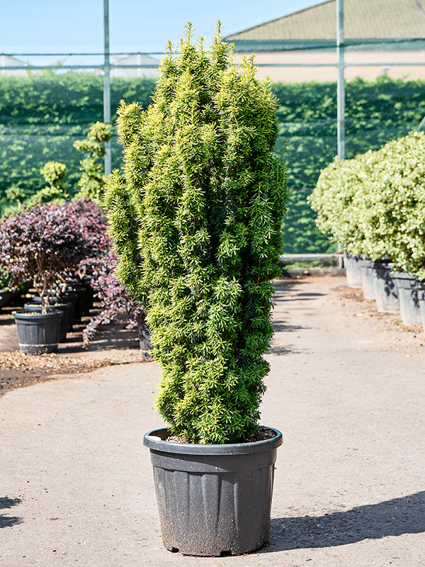 Planta naturala de exterior Bush D40xH180cm Taxus baccata 'Fastigiata Aurea' (170-190) PS47/40cm in pamant