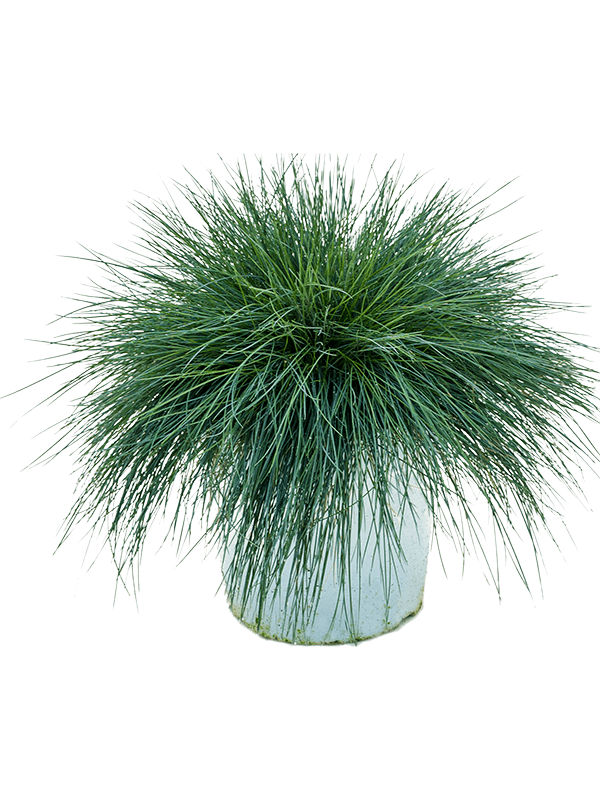 Planta naturala de exterior Bush D40xH40cm Festuca glauca 'Intense Blue' PS23/18cm in pamant