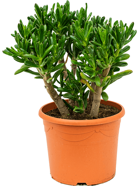 Planta naturala de exterior Bush D40xH50cm Crassula ovata 'Gollum' PS30/24cm in pamant