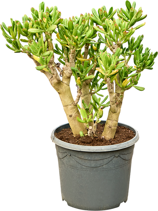Planta naturala de exterior Bush D40xH50cm Crassula ovata 'Gollum' PS30/24cm in pamant