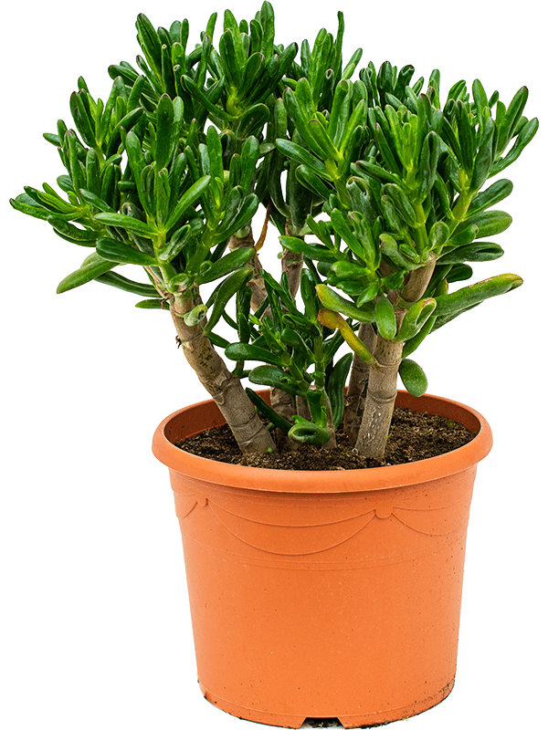 Planta naturala de interior Bush D40xH50cm Crassula ovata 'Gollum' PS30/24cm in pamant