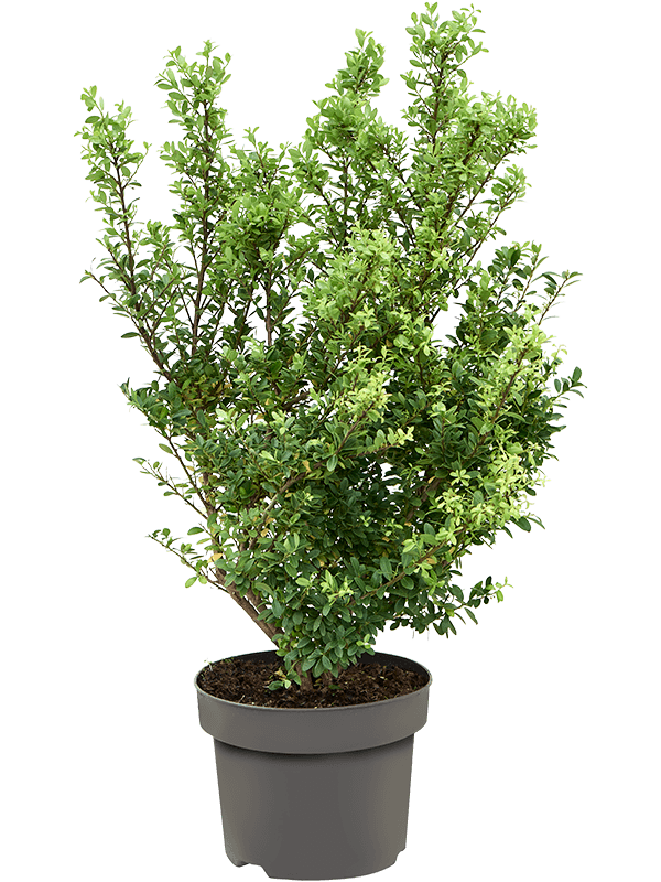 Planta naturala de exterior Bush D40xH60cm Ilex crenata 'Dark Green' PS23/19cm in pamant