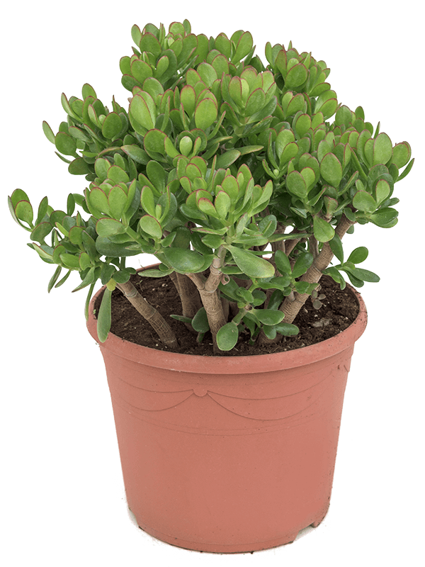 Planta naturala de exterior Bush D40xH70cm Crassula ovata PS35/28cm in pamant