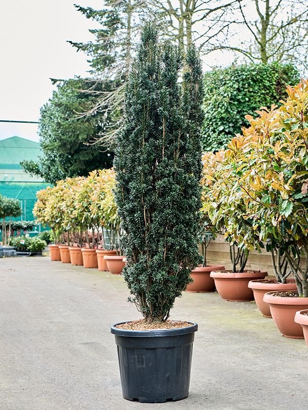 Planta naturala de exterior Bush D45xH210cm Taxus baccata 'Black Tower' PS47/40cm in pamant