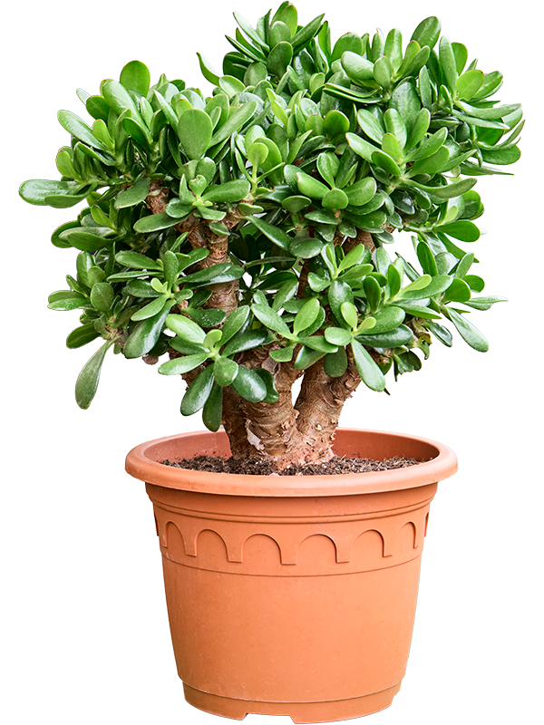Planta naturala de exterior Bush D45xH65cm Crassula ovata 'Magical Tree' PS32/30cm in pamant
