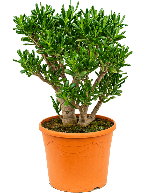 Planta naturala de interior Bush D45xH70cm Crassula ovata 'Gollum' PS35/28cm in pamant