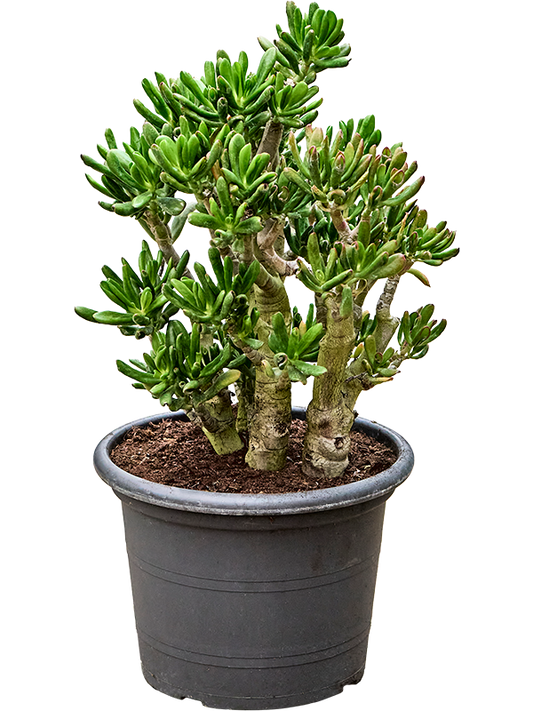 Planta naturala de exterior Bush D45xH70cm Crassula ovata 'Gollum' PS35/28cm in pamant