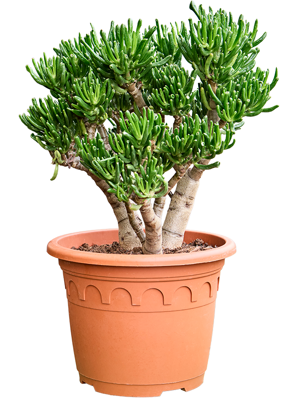 Planta naturala de interior Bush D45xH70cm Crassula ovata 'Horn Tree' PS32/30cm in pamant