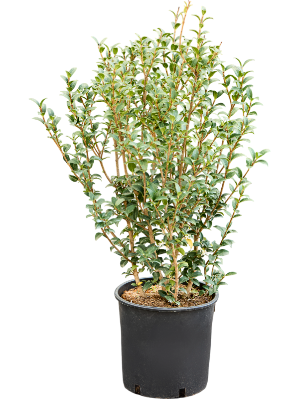 Planta naturala de exterior Bush D45xH75cm Osmanthus x burkwoodii (70-80) PS24/21cm in pamant