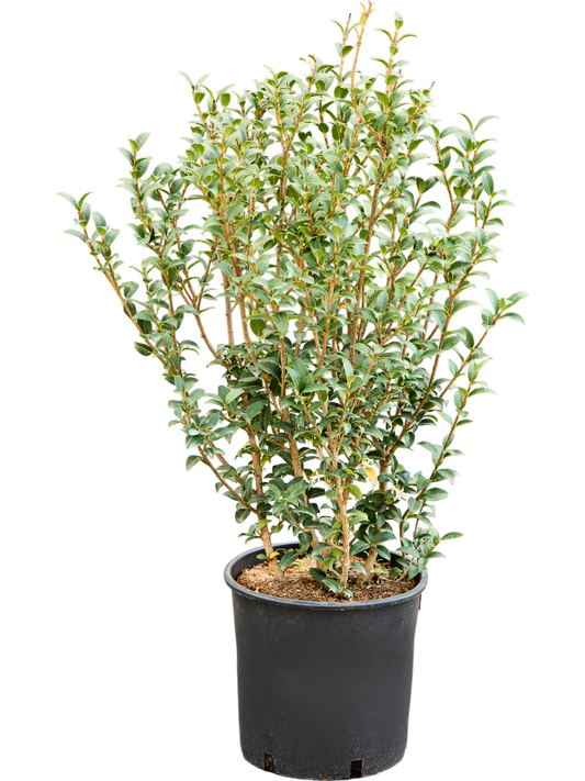 Planta naturala de exterior Bush D45xH75cm Osmanthus x burkwoodii (70-80) PS24/21cm in pamant