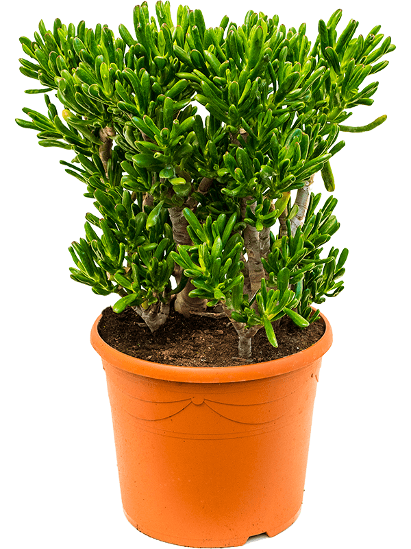 Planta naturala de interior Bush D45xH80cm Crassula ovata 'Horntree' PS35/29cm in pamant