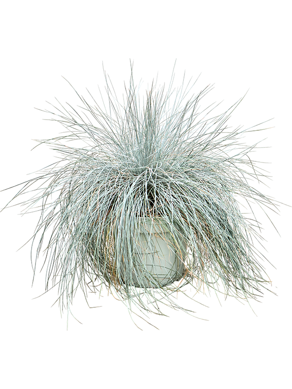 Planta naturala de exterior Bush D50xH55cm Festuca glauca 'Intense Blue' PS30/23cm in pamant