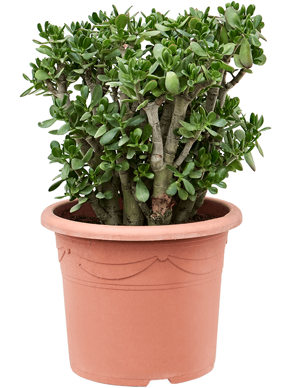 Planta naturala de exterior Bush D50xH90cm Crassula ovata PS40/32cm in pamant