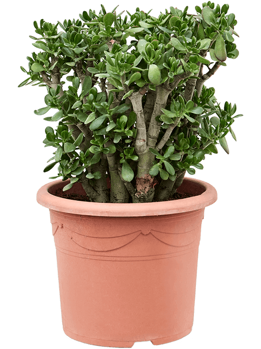 Planta naturala de exterior Bush D50xH90cm Crassula ovata PS40/32cm in pamant