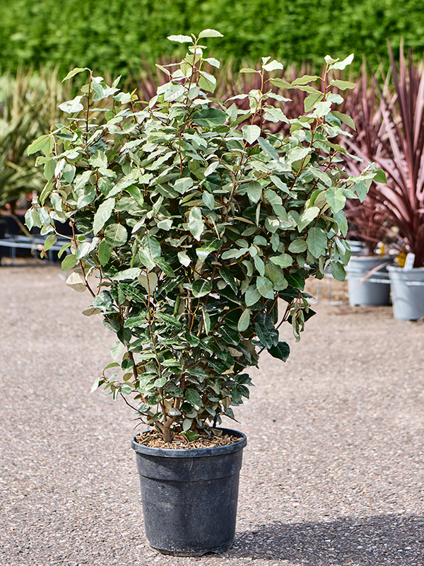 Planta naturala de exterior Bush D55xH100cm Elaeagnus ebbingei 'Compacta' PS24/22cm in pamant