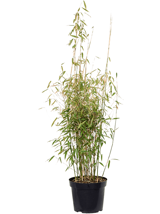Planta naturala de exterior Bush D60xH150cm Fargesia murieliae 'Jumbo' PS32/26cm in pamant