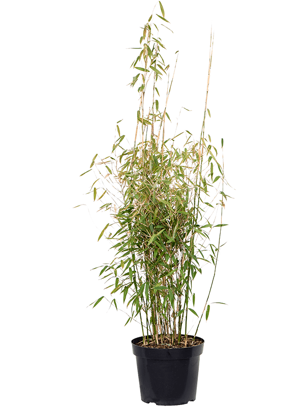 Planta naturala de exterior Bush D60xH150cm Fargesia murieliae 'Jumbo' PS32/26cm in pamant