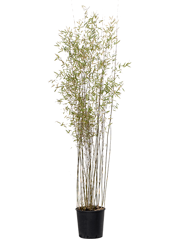 Planta naturala de exterior Bush D60xH200cm Fargesia jiuzhaigou PS34/30cm in pamant