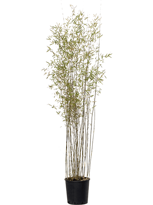 Planta naturala de exterior Bush D60xH200cm Fargesia jiuzhaigou PS34/30cm in pamant