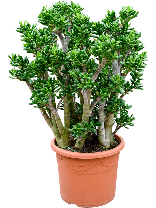 Planta naturala de exterior Bush D60xH80cm Crassula ovata 'Gollum' PS48/39cm in pamant