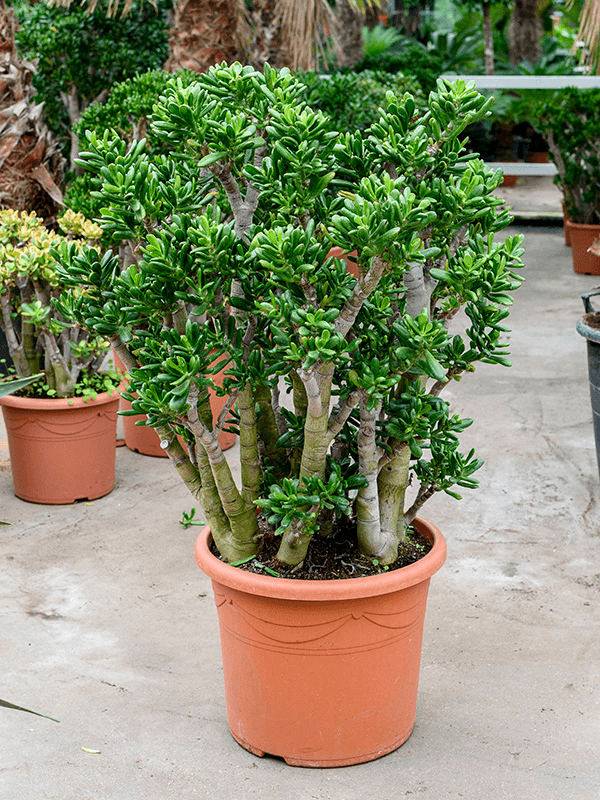 Planta naturala de interior Bush D60xH80cm Crassula ovata 'Gollum' PS48/39cm in pamant