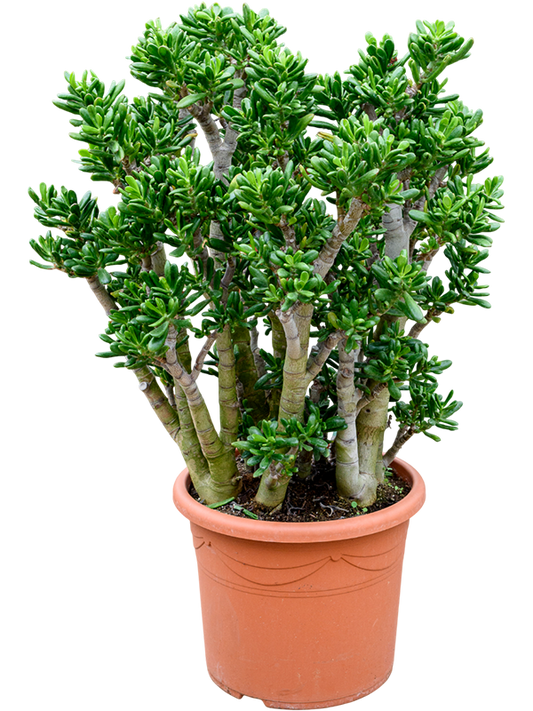 Planta naturala de exterior Bush D60xH80cm Crassula ovata 'Gollum' PS48/39cm in pamant