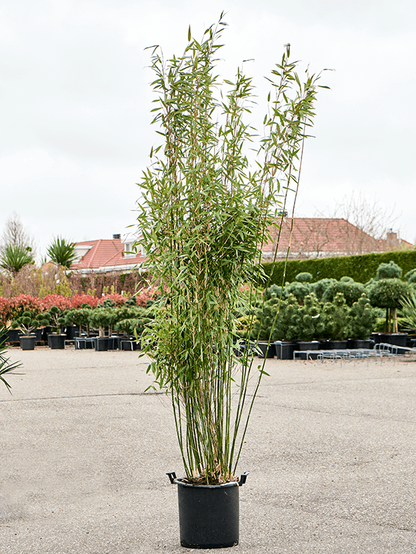 Planta naturala de exterior Bush D65xH200cm Fargesia murieliae 'Jumbo' PS40/30cm in pamant