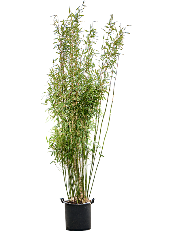 Planta naturala de exterior Bush D65xH200cm Fargesia murieliae 'Jumbo' PS40/30cm in pamant