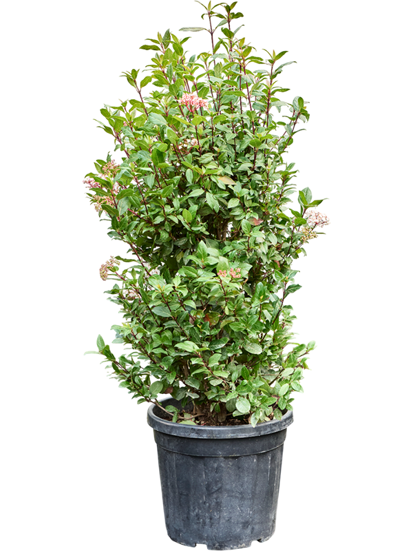 Planta naturala de exterior Bush D70xH140cm Viburnum tinus 'Spirit' PS40/36cm in pamant