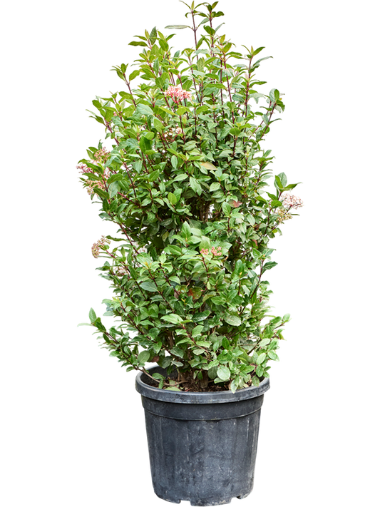 Planta naturala de exterior Bush D70xH140cm Viburnum tinus 'Spirit' PS40/36cm in pamant