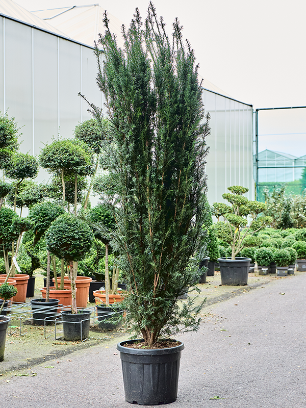 Planta naturala de exterior Bush D70xH260cm Taxus baccata 'Overeynderi' PS45/38cm in pamant