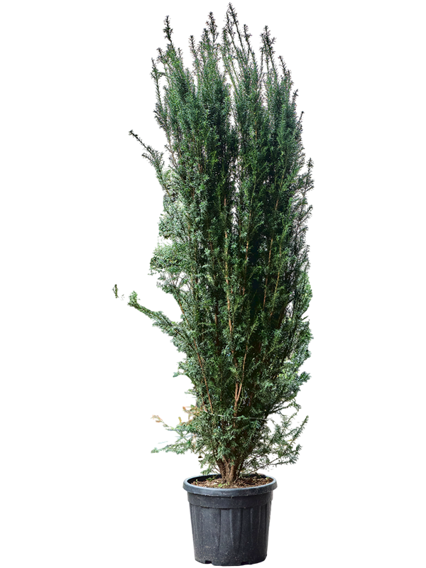 Planta naturala de exterior Bush D70xH260cm Taxus baccata 'Overeynderi' PS45/38cm in pamant