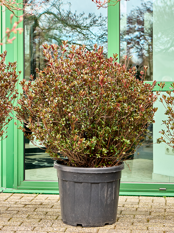 Planta naturala de exterior Bush D85xH120cm Azalea japonica 'Johanna' (110-130) PS45/41cm in pamant