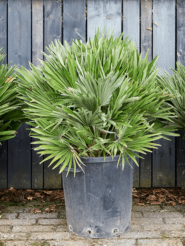 Planta naturala de exterior Bush D90xH80cm Chamaerops humilis 'Vulcano' PS35/39cm in pamant