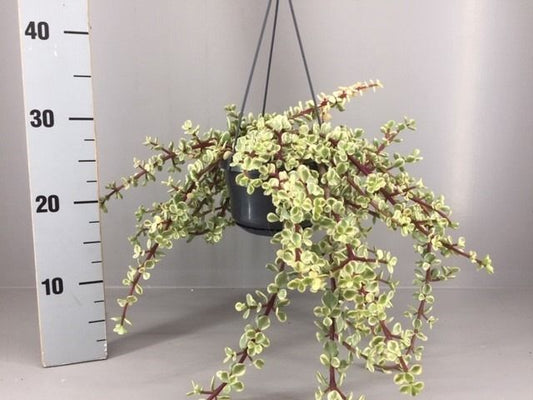 Planta naturala de exterior curgatoare H25cm Portulacaria afra 'Variegata' PS14/12cm in pamant