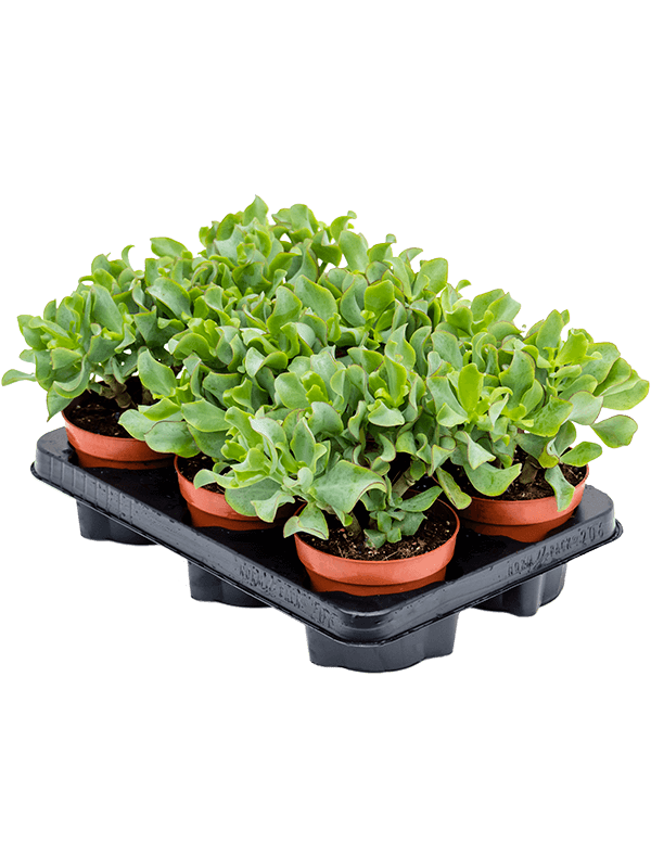 Planta naturala de interior D15xH20cm Crassula 'Curly Green' PS12/9cm in pamant