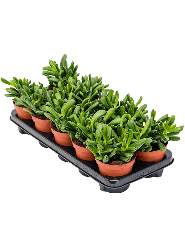 Planta naturala de interior D15xH20cm Crassula ovata 'Gollum' PS12/9cm in pamant