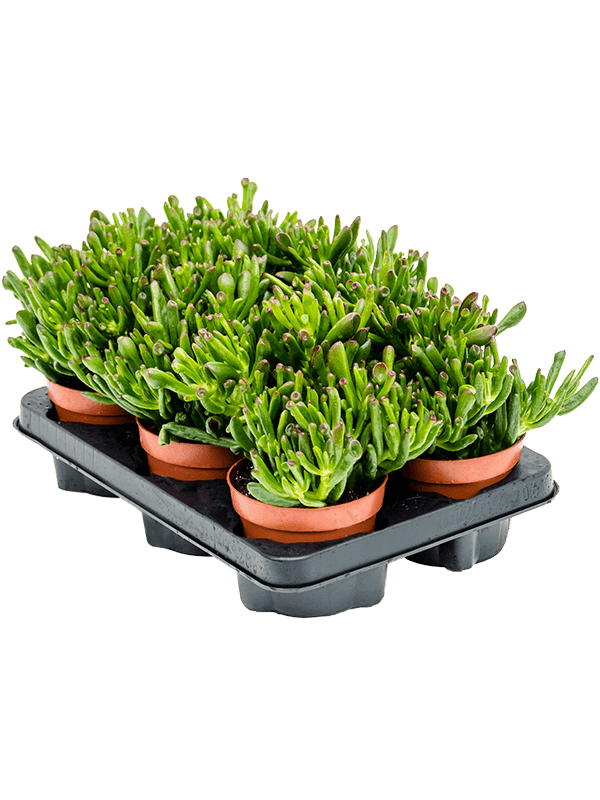 Planta naturala de exterior D15xH20cm Crassula ovata 'Horn tree' PS12/9cm in pamant