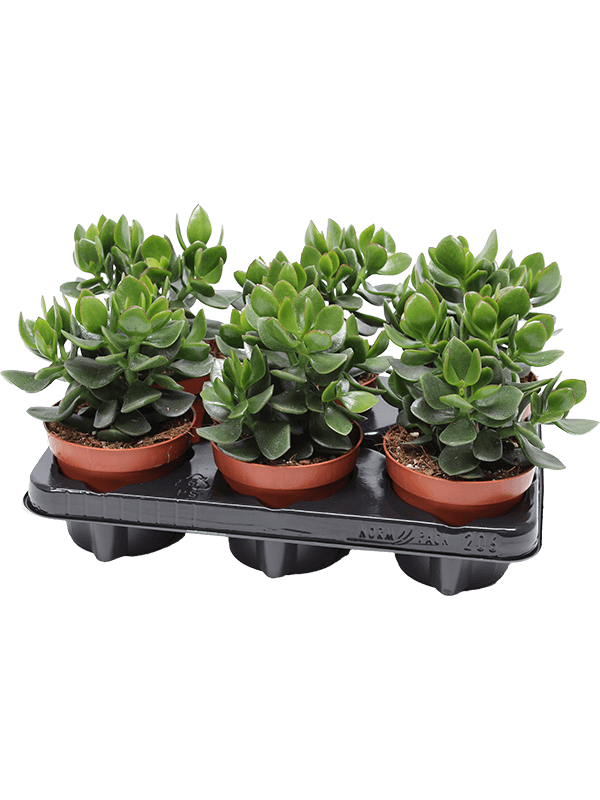 Planta naturala de exterior D15xH20cm Crassula ovata 'Hulk' PS12/9cm in pamant