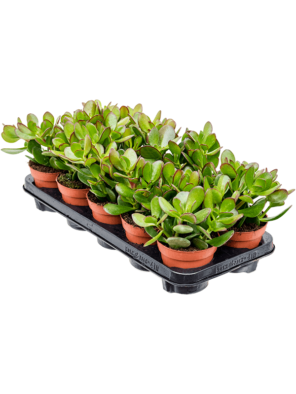 Planta naturala de exterior D15xH20cm Crassula ovata PS12/11cm in pamant