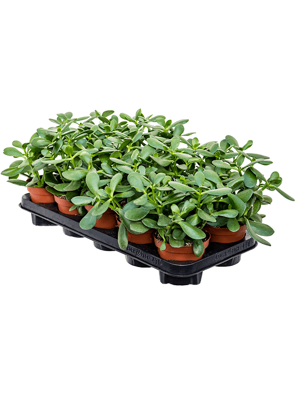 Planta naturala de exterior D15xH22cm Crassula ovata 'Sunset' PS12/11cm in pamant