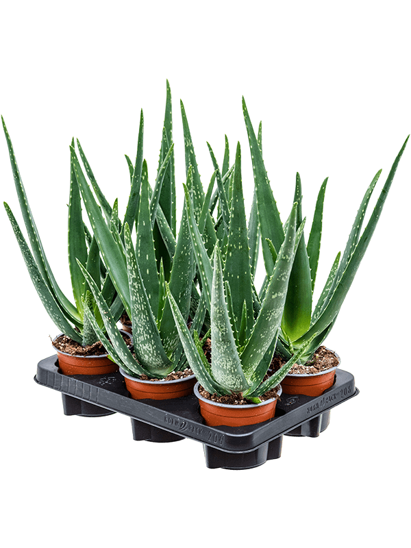 Planta naturala de exterior D20xH35cm Aloe vera barbadensis PS12/9cm in pamant