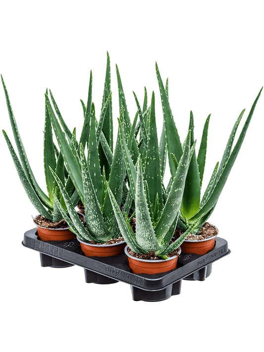 Planta naturala de exterior D20xH35cm Aloe vera barbadensis PS12/9cm in pamant