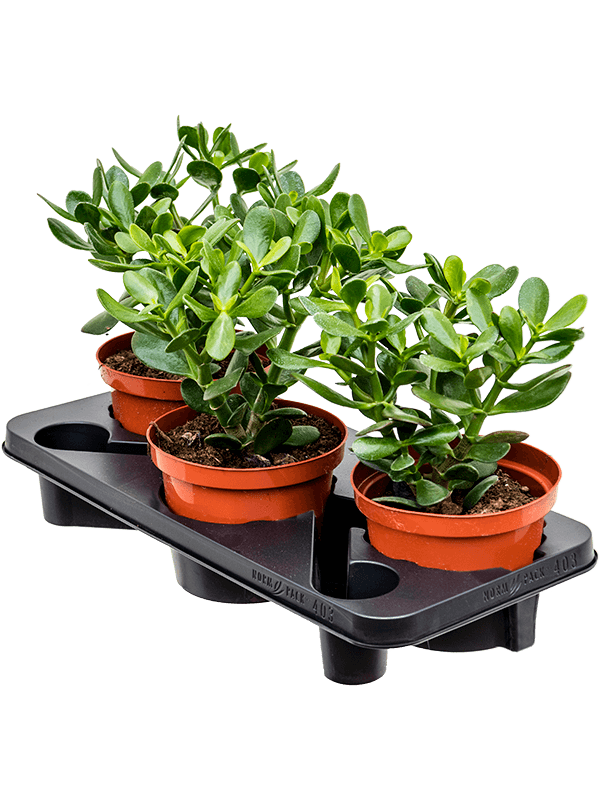 Planta naturala de exterior D20xH35cm Crassula ovata PS17/15cm in pamant