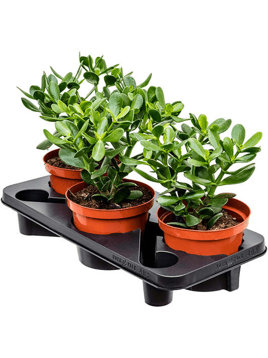 Planta naturala de exterior D20xH35cm Crassula ovata PS17/15cm in pamant