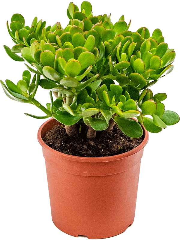 Planta naturala de interior D20xH35cm Crassula ovata PS17/15cm in pamant