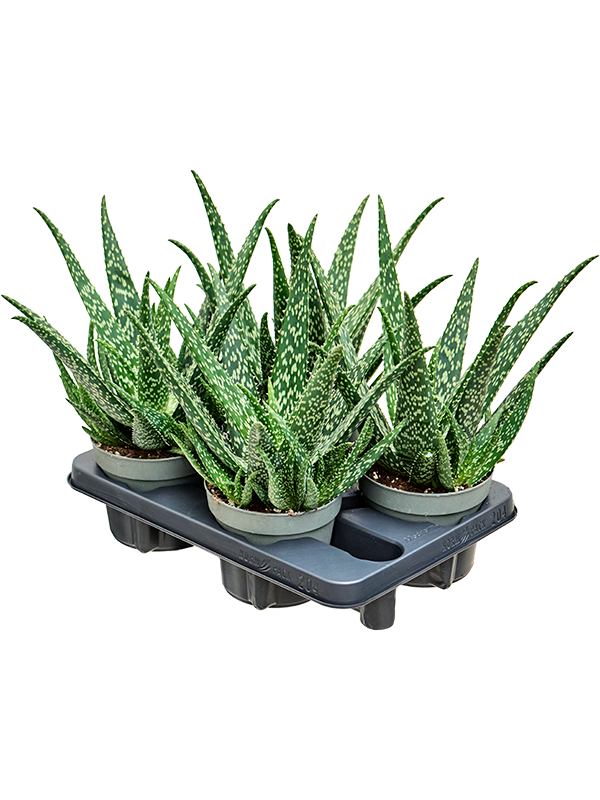 Planta naturala de exterior D25xH40cm Aloe Tropical PS14/12cm in pamant