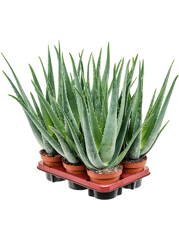 Planta naturala de exterior D25xH45cm Aloe vera barbadensis PS14/12cm in pamant